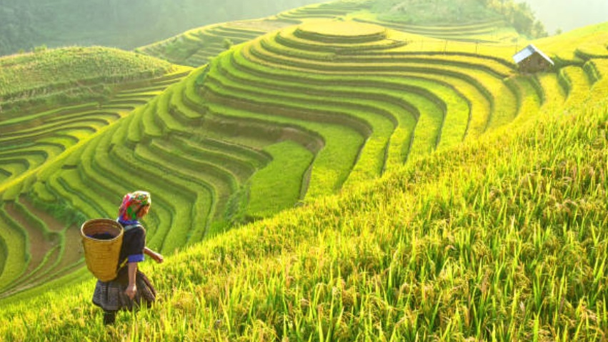 Vietnam arrozales